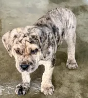 Merlequin boy!, a male Cane Corso for sale in Phelan, CA – Photo 2 of 9