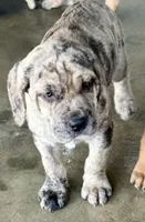 Merlequin boy!, a male Cane Corso for sale in Phelan, CA – Photo 3 of 9