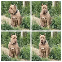 Merlequin boy!, a male Cane Corso for sale in Phelan, CA – Photo 6 of 9