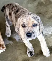 Merlequin boy!, a male Cane Corso for sale in Phelan, CA – Photo 4 of 9