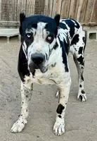 Merlequin boy!, a male Cane Corso for sale in Phelan, CA – Photo 8 of 9