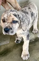 Merlequin boy!, a male Cane Corso for sale in Phelan, CA – Photo 5 of 9