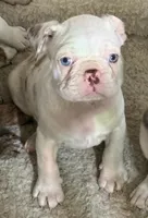 Red merle boy, a male Pug and Frenchton for sale in Phelan, CA – 2 of 10