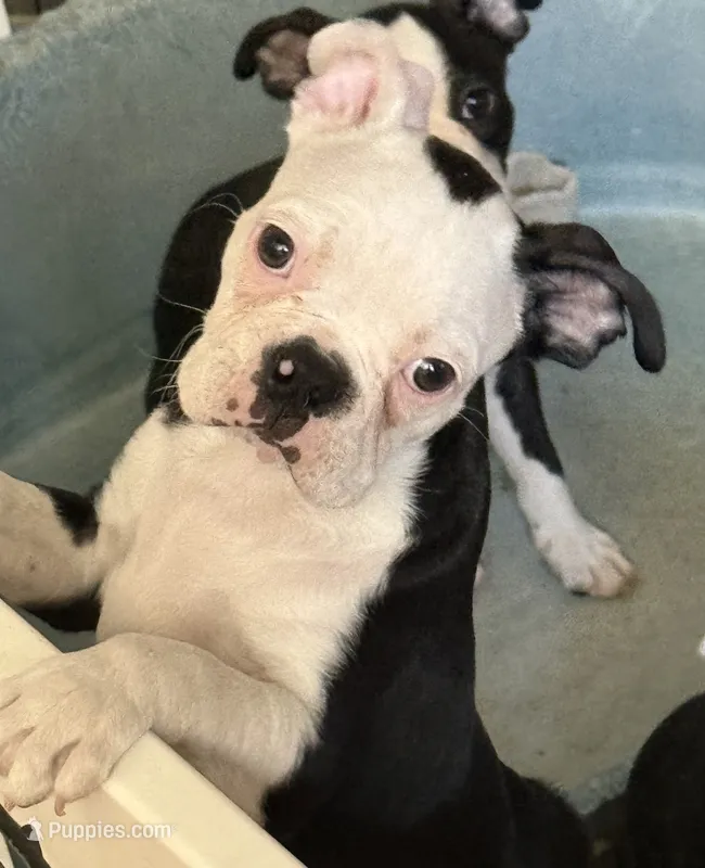 Little boy 1 – Boston Terrier puppy for sale in Phelan, CA