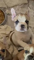 Little girl 3, a female Frenchton for sale in Phelan, CA – 4 of 8