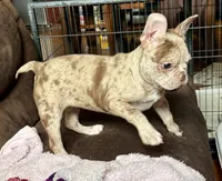 processed/76ad4d7f-5a6c-45a1-97b4-4070b2aadfb1/listing/7c49fcee-bfa8-4f98-844e-1b4f87c773a4/938945c6-20c4-4d11-81a7-93fd388c1771