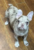 processed/76ad4d7f-5a6c-45a1-97b4-4070b2aadfb1/listing/7c49fcee-bfa8-4f98-844e-1b4f87c773a4/a95262ca-dff7-435a-8dfd-ad2a07deb97b