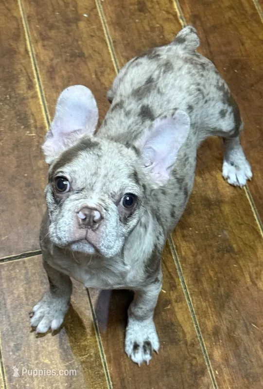 Chocolate merle girl