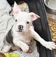 Little blue merel boy, a male Frenchton for sale in Phelan, CA – 3 of 8