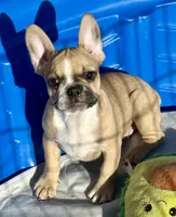 Little girl 2, a female Frenchton for sale in Phelan, CA – 3 of 8