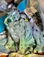 Little girl 2, a female Pug and Frenchton for sale in Phelan, CA – 4 of 9