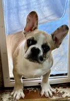 Red merle girl, a female Frenchton for sale in Phelan, CA – 2 of 9
