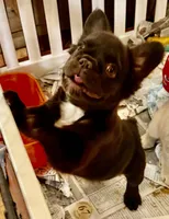 Chocolate fluffy girl, a female French Bulldog for sale in Phelan, CA – Photo 7 of 10