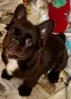 Chocolate fluffy girl, a female French Bulldog for sale in Phelan, CA – Photo 3 of 10