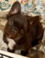 Chocolate fluffy girl, a female French Bulldog for sale in Phelan, CA – Photo 6 of 10