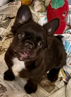 Chocolate fluffy girl, a female French Bulldog for sale in Phelan, CA – Photo 4 of 10