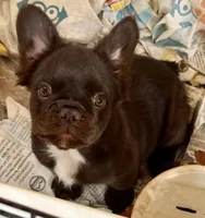 Chocolate fluffy girl, a female French Bulldog for sale in Phelan, CA – Photo 8 of 10