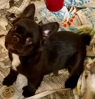 Chocolate fluffy girl, a female French Bulldog for sale in Phelan, CA – Photo 5 of 10