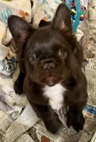 Chocolate fluffy girl, a female French Bulldog for sale in Phelan, CA – Photo 2 of 10