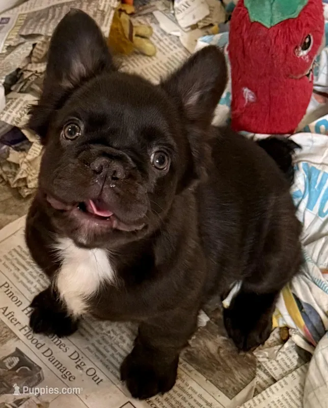 Chocolate fluffy girl – French Bulldog puppy for sale in Phelan, CA