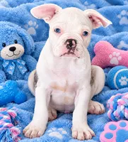 Little blue merel boy, a male Frenchton for sale in Phelan, CA – 6 of 8