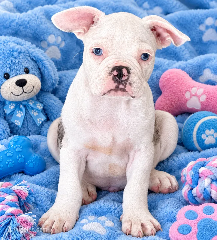 Blue merle boy – Frenchton puppy for sale in Phelan, CA