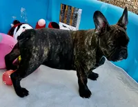 Black brindle boy, a male Frenchton for sale in Phelan, CA – 3 of 8