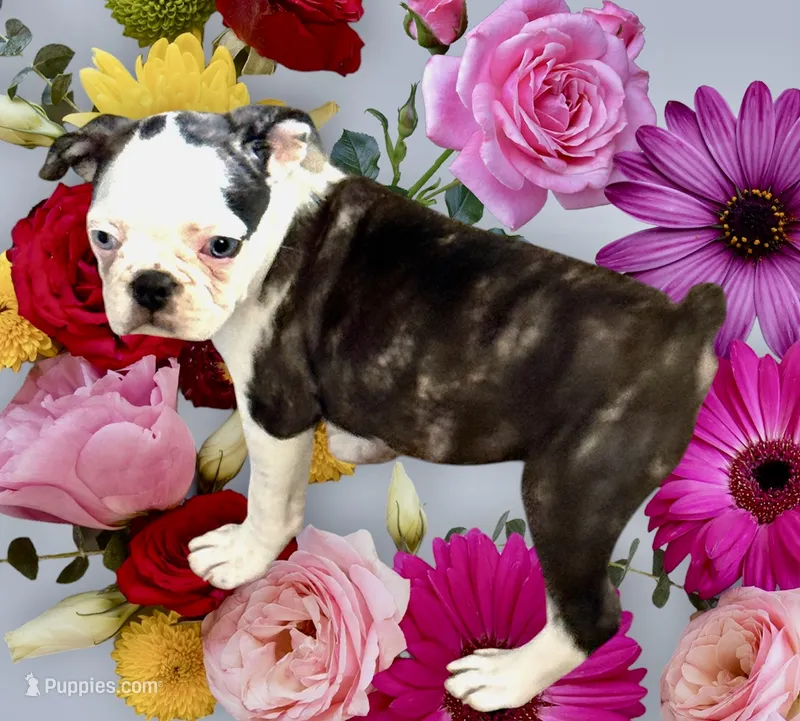 Black brindle and white girl with 2 blue eyes! – Pug, Frenchton puppy for sale in Phelan, CA
