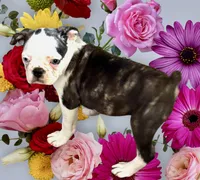 Black brindle and white girl with 2 blue eyes!, a female Frenchton for sale in Phelan, CA – 1 of 10