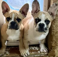Little Fawn girl, a female Frenchton for sale in Phelan, CA – 8 of 10