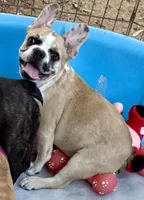 Red merle girl, a female Frenchton for sale in Phelan, CA – 2 of 10