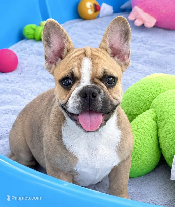 Little girl – Frenchton puppy for sale in Phelan, CA
