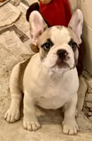 Little girl 3, a female Frenchton for sale in Phelan, CA – 5 of 8