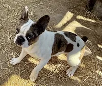 Red merle boy, a male Pug and Frenchton for sale in Phelan, CA – 8 of 10