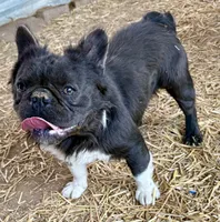 Max, a male French Bulldog for sale in Phelan, CA – 7 of 8