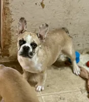Red merle girl, a female Frenchton for sale in Phelan, CA – 3 of 9