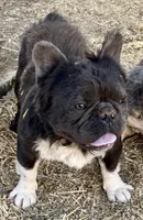 Max, a male French Bulldog for sale in Phelan, CA – 3 of 8