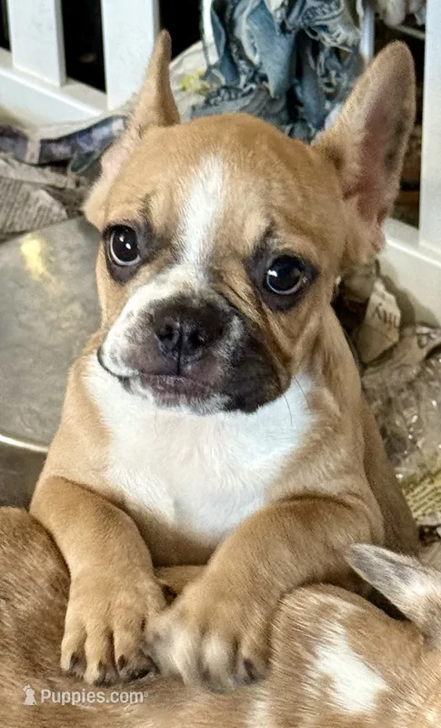 Little girl 2 – Frenchton puppy for sale in Phelan, CA