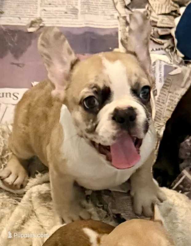 Little girl 4 – Frenchton puppy for sale in Phelan, CA