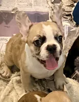 Little girl 4, a female Frenchton for sale in Phelan, CA – 1 of 10