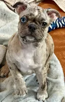 Blue Merle girl with one blue eye, a female Frenchton for sale in Phelan, CA – 5 of 8