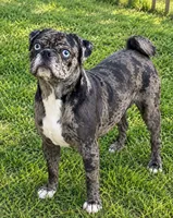 Skippy, a male Bugg for sale in Phelan, CA – 2 of 3