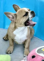 Little Fawn girl, a female Frenchton for sale in Phelan, CA – 2 of 10