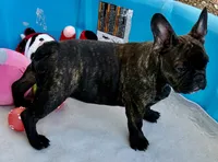 Black brindle boy, a male Frenchton for sale in Phelan, CA – 7 of 8