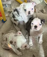 Black brindle and white girl with 2 blue eyes!, a female Pug and Frenchton for sale in Phelan, CA – 3 of 8