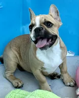 Little girl, a female Frenchton for sale in Phelan, CA – 5 of 10