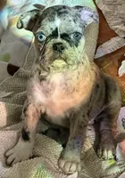 Grumpy girl (she’s really not grumpy)!, a female Pug and Frenchton for sale in Phelan, CA – 2 of 9