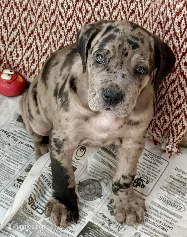 Beautiful Merle girl! – Cane Corso puppy for sale in Phelan, CA