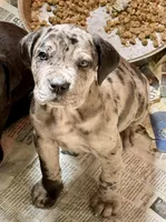 Beautiful Merle girl!, a female Cane Corso for sale in Phelan, CA – Photo 3 of 9