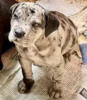 Beautiful Merle girl!, a female Cane Corso for sale in Phelan, CA – Photo 2 of 9